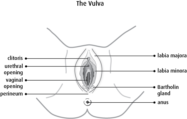 Diagram Of The Vulva - Diagram Of Vulva (648x415), Png Download