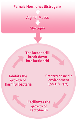 Vagina Means (300x469), Png Download