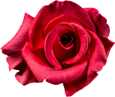 Red Rose Flower Top View Png Image - Top View Red Rose (500x428), Png Download