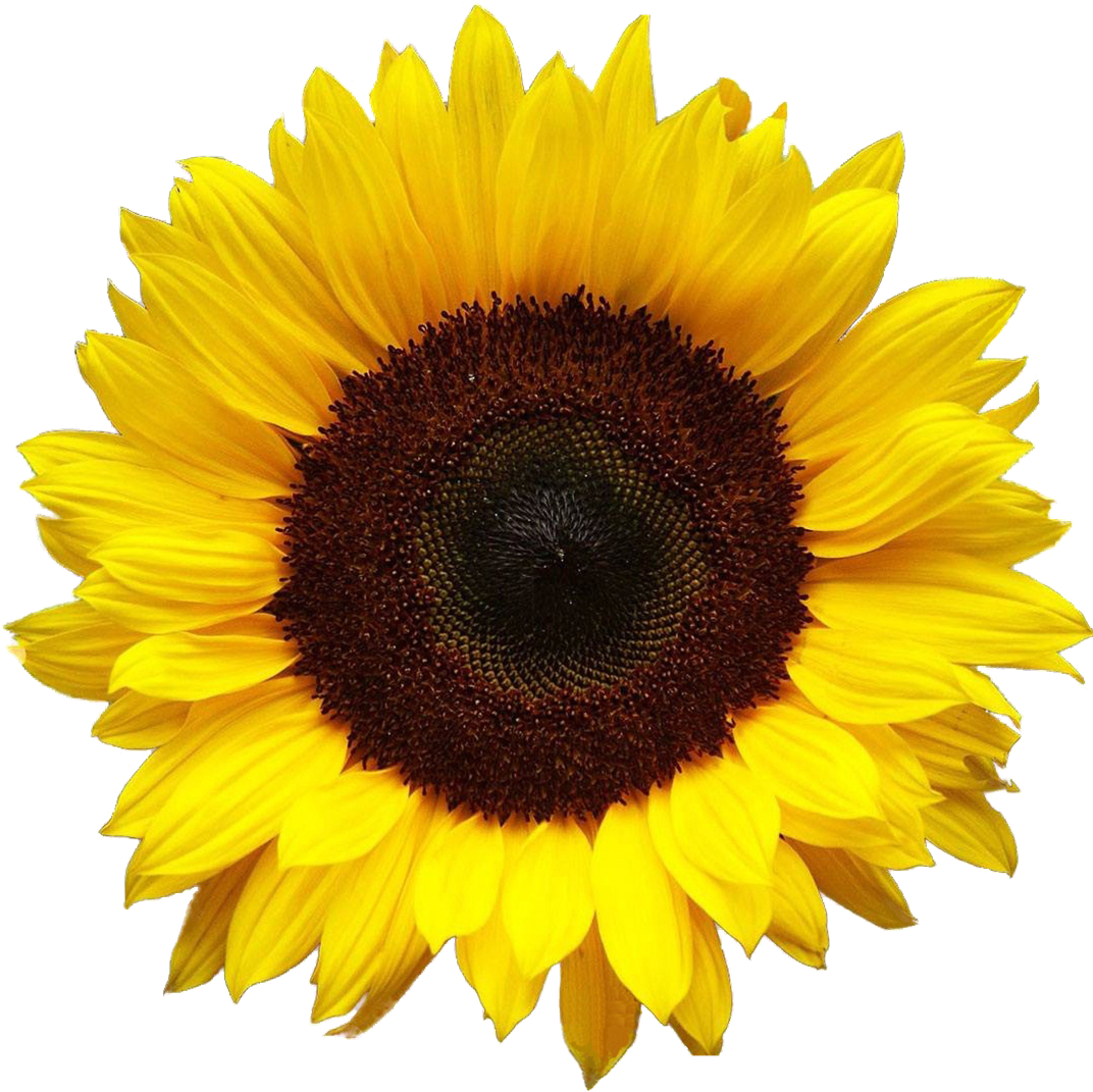 Sunflower Png - Sunflower Transparent (1096x1096), Png Download