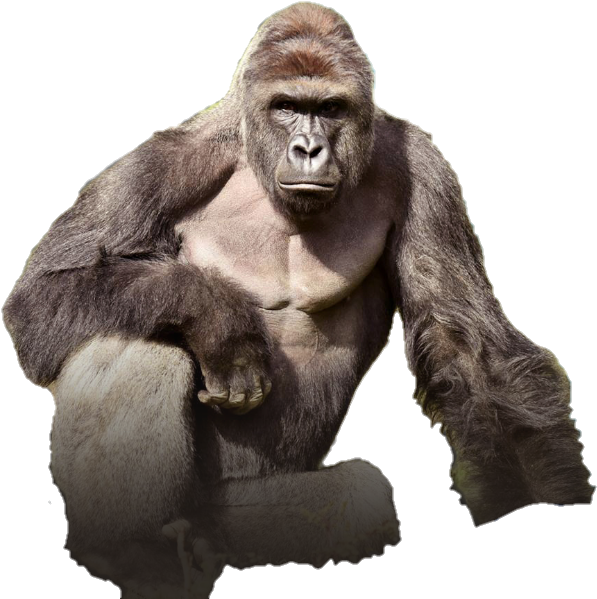 Harambe The Gorilla Render - Tits Out For Harambe (664x606), Png Download