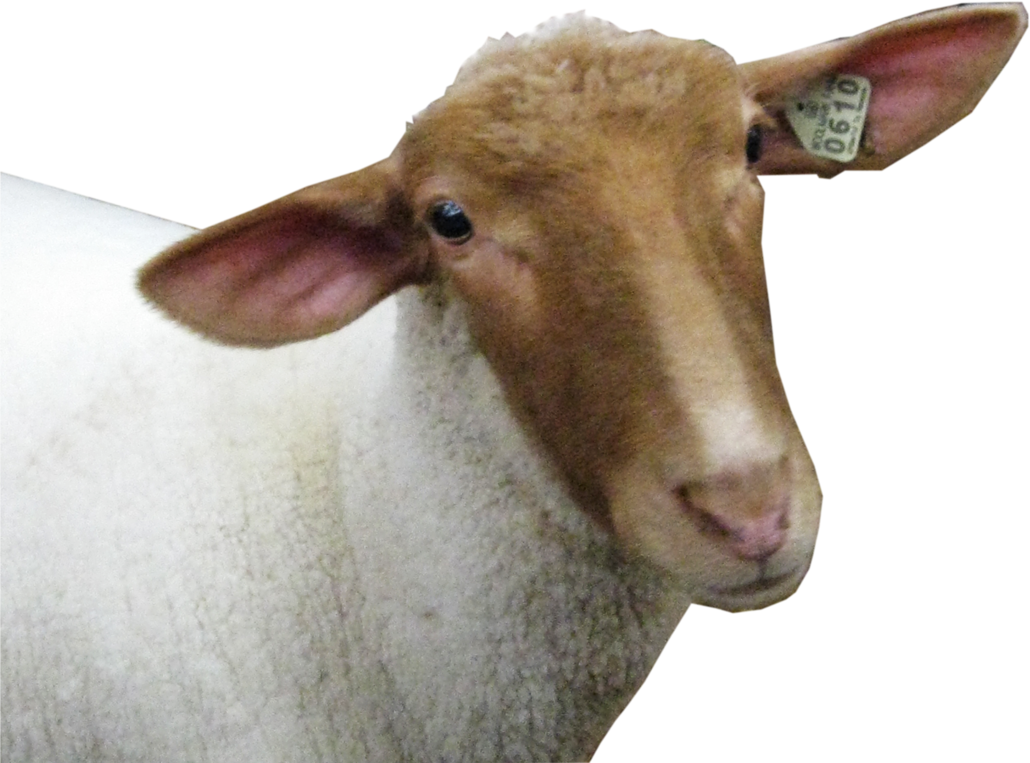 Sheep Head Png Image - Sheep Head Transparent Background (3648x2736), Png Download
