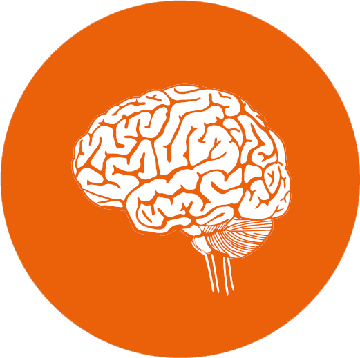 Outline Picture Of Human Brain (521x519), Png Download