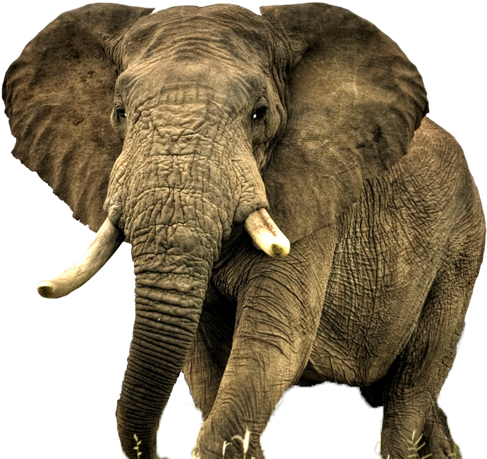 Elephent Wallpaper For Mobile (828x706), Png Download