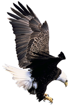 Flying Bald Eagle Clipart - Bald Eagle Living Habitat (283x443), Png Download