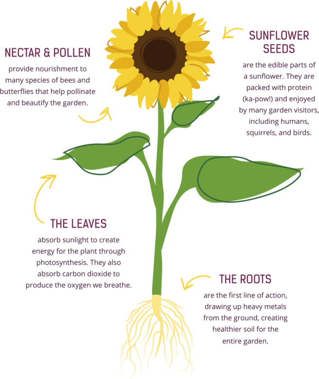 About Us - Common Sunflower (657x780), Png Download
