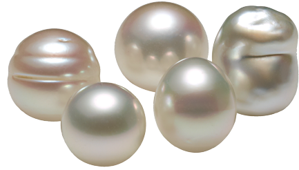 South Sea - Pearl (484x285), Png Download