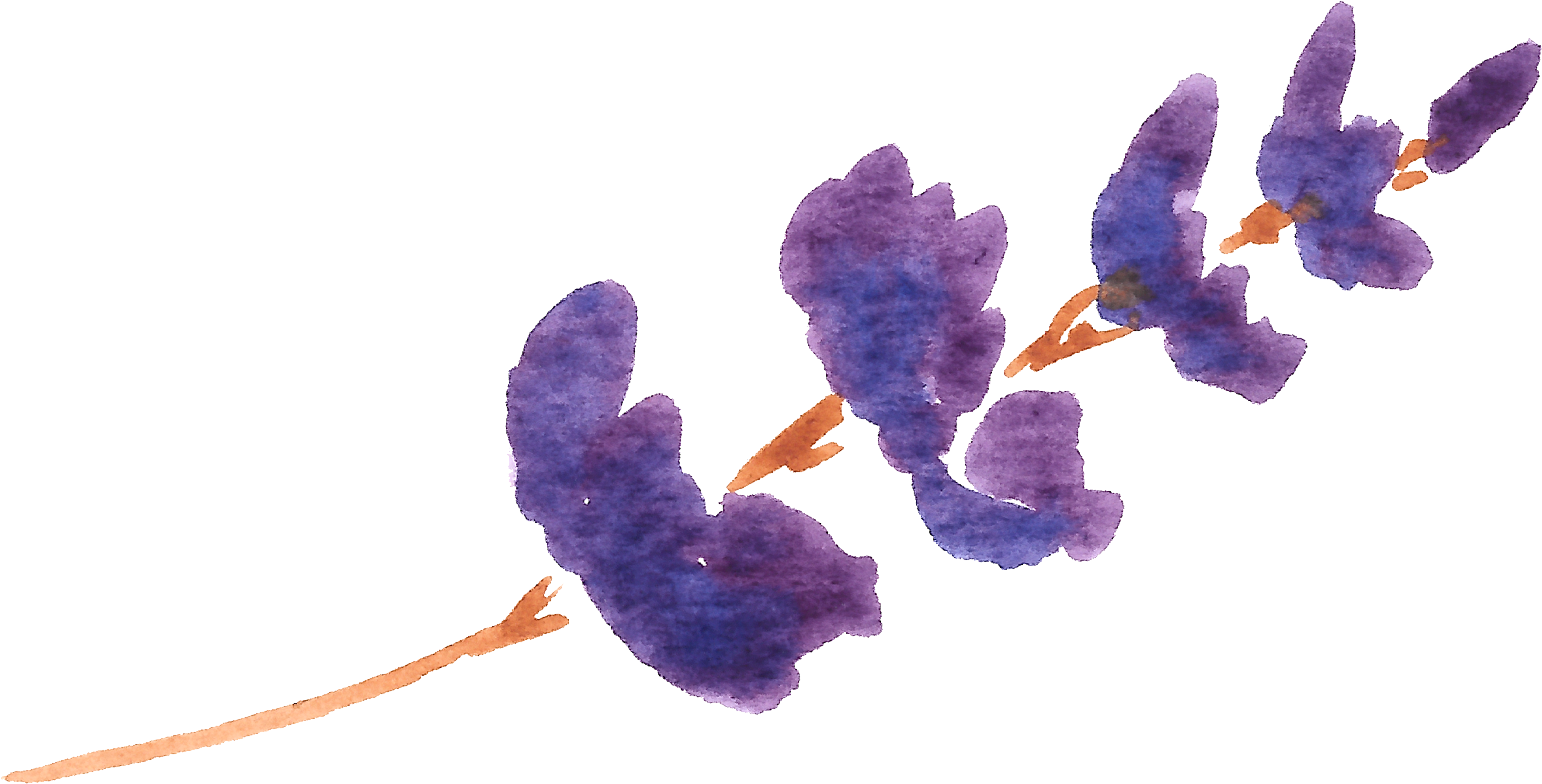 Lvc - Lavender (4000x2500), Png Download