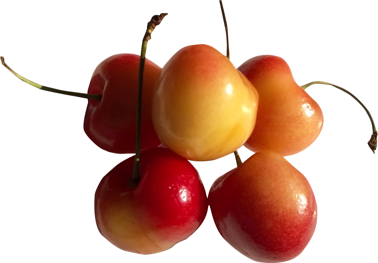 Rainier Cherry (1418x994), Png Download