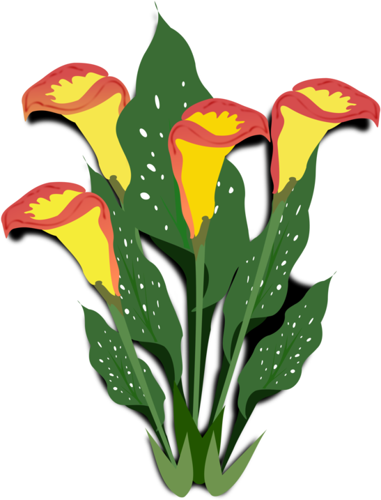 Flowering Plant Arum-lily Ornamental Plant Watercolor - Copos De Leite Flores (750x750), Png Download