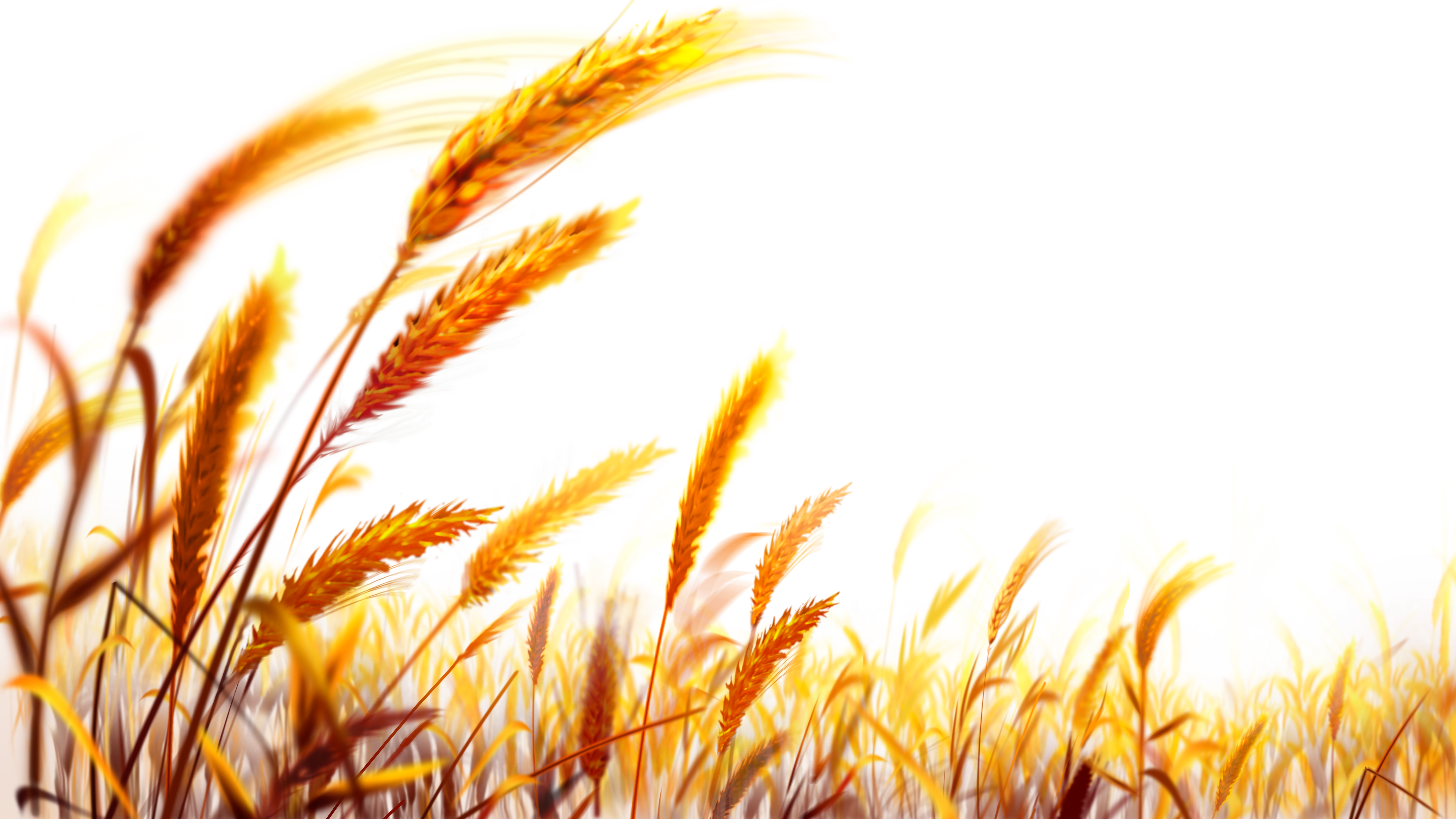 Wheat Png (6000x3375), Png Download