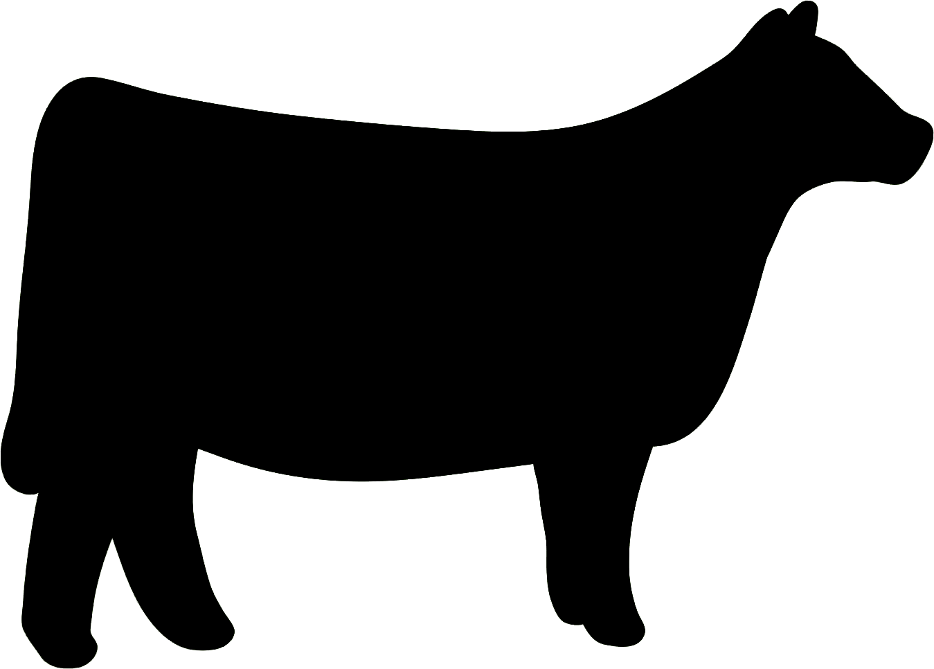 Cow Clipart Heifer - Show Heifer Clip Art (1349x966), Png Download
