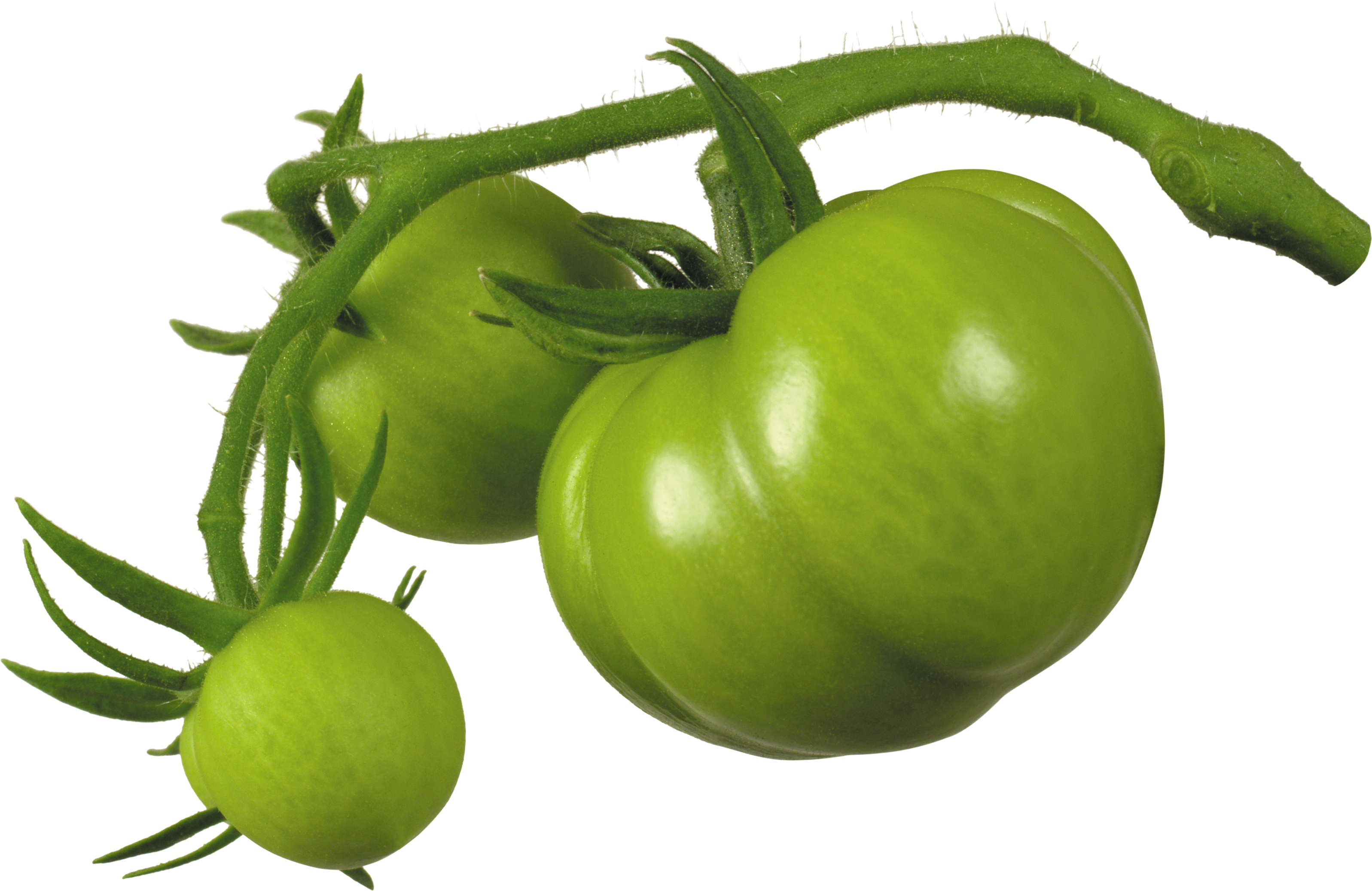Green Tomato Png (3194x2075), Png Download