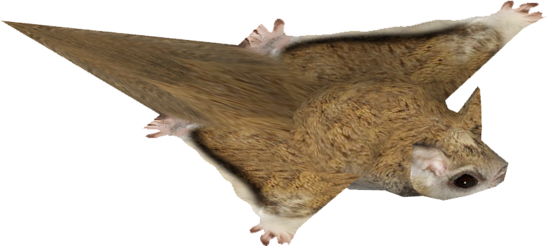 Northern Flying Squirrel - Punxsutawney Phil (790x790), Png Download