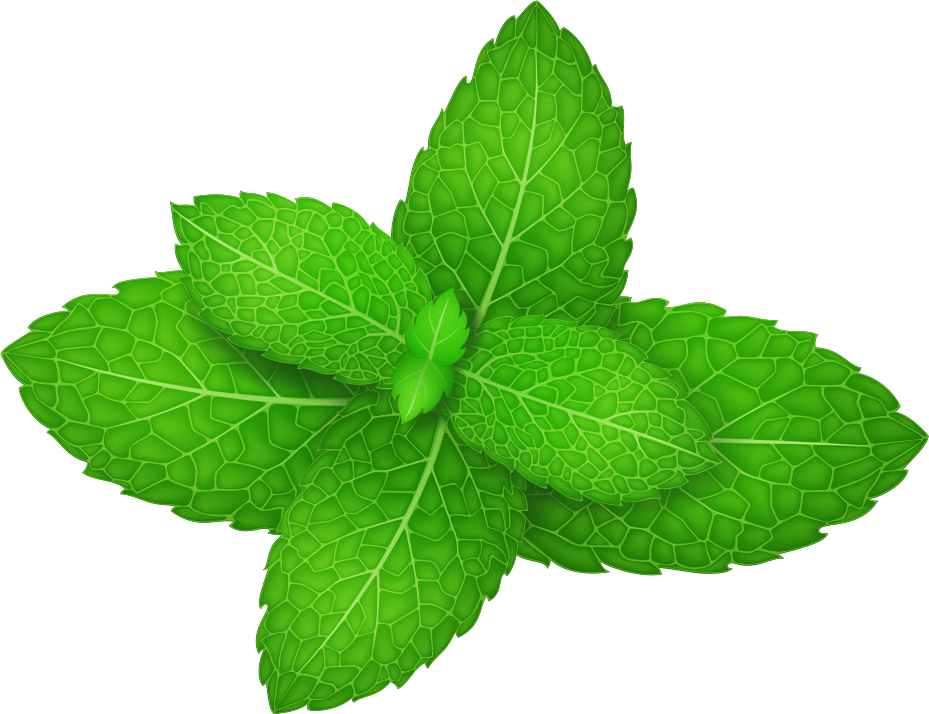 Download Transparent Mentha Spicata Peppermint Herb Leaf Mint Leaf Vector Png PNGkit