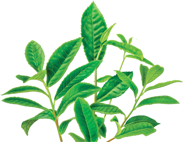 Green Tea Png Image - Caffeine Free Green Tea (600x560), Png Download