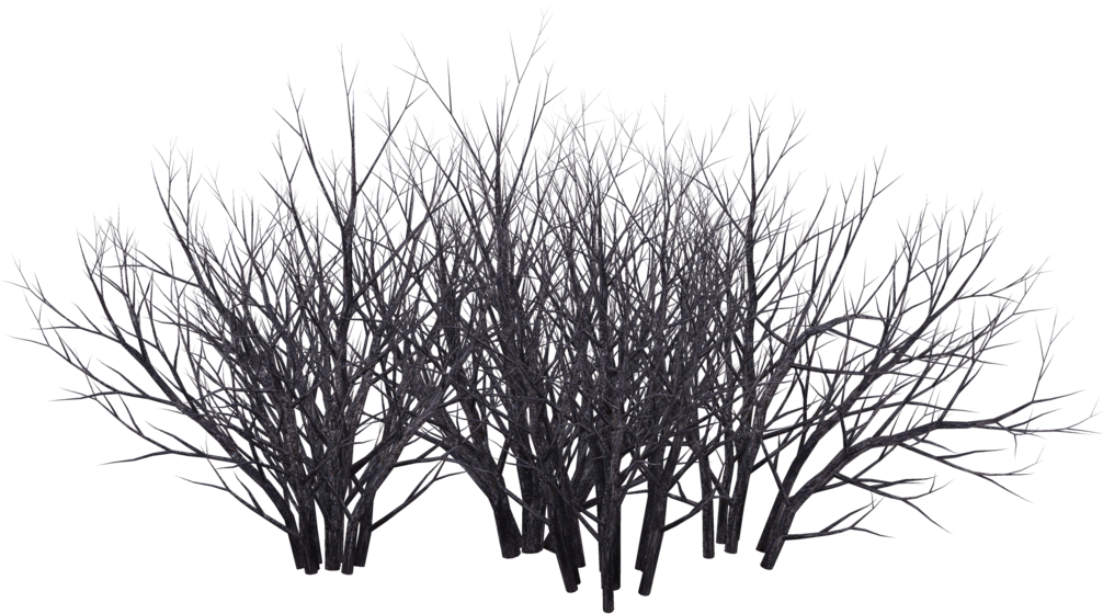 Shrub Tree Photography Black And White - Dark Bush Png (1024x639), Png Download