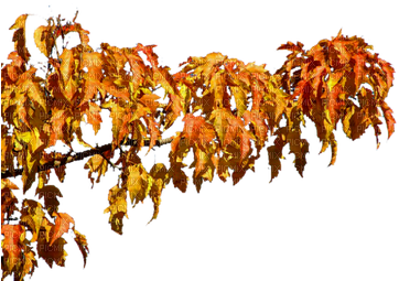 Autumn Tree Branch - Gambel Oak (400x300), Png Download