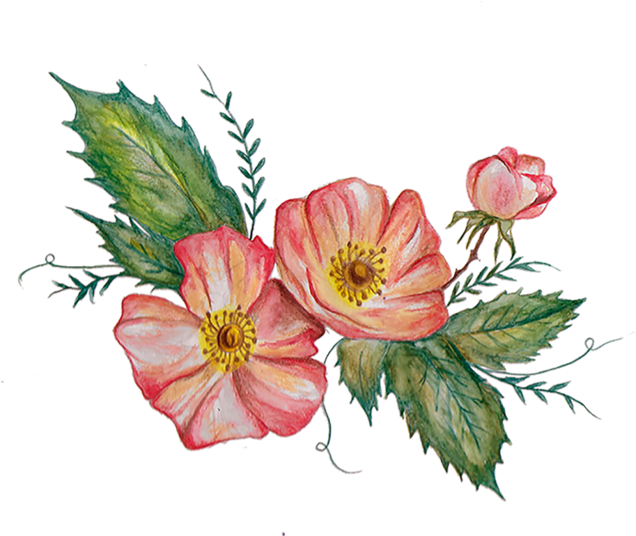 The Hand-drawn Flower And Vine Elements Of This Design (1000x783), Png Download