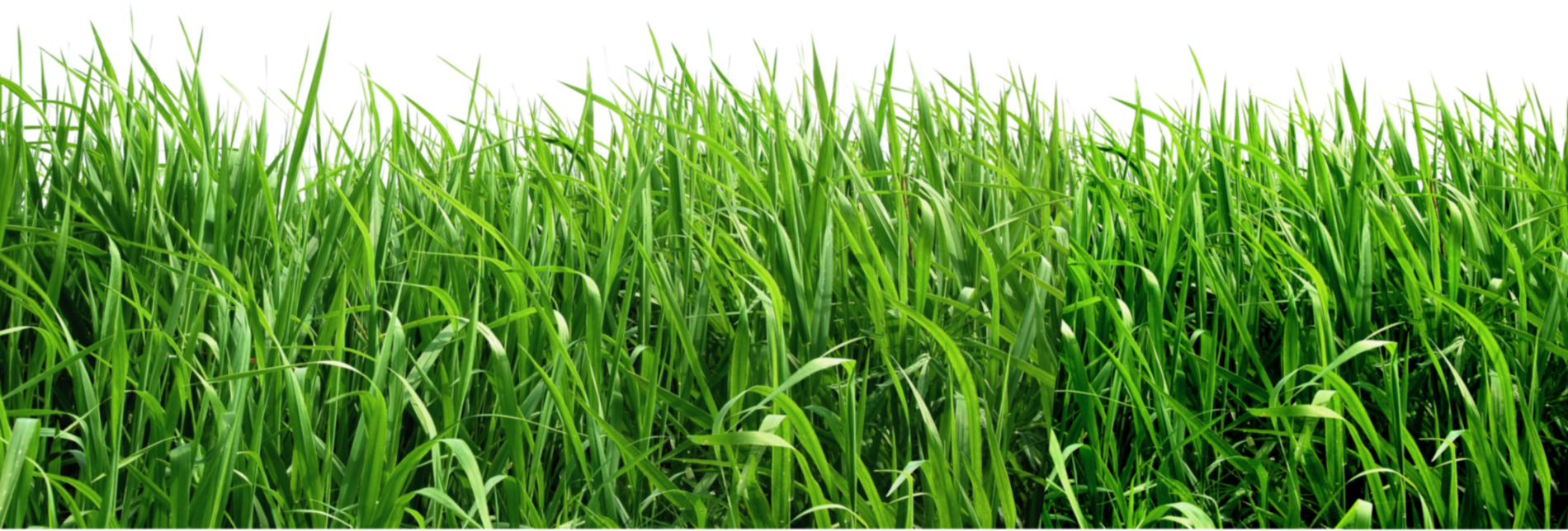 Royalty Free Download Png Picture Gallery Yopriceville - Grass Png File (1900x644), Png Download