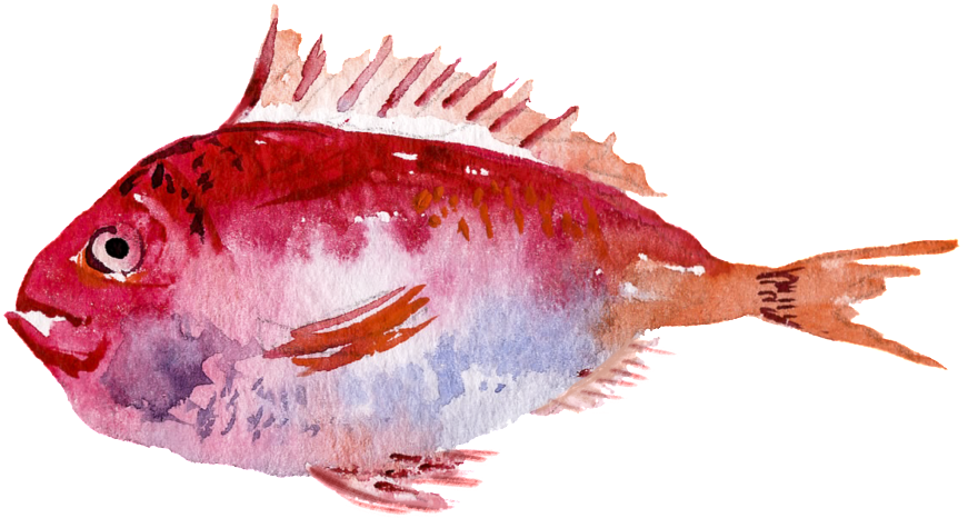 Red Watercolor Hand Painted Goldfish Transparent - Watercolor Painting (1024x1024), Png Download