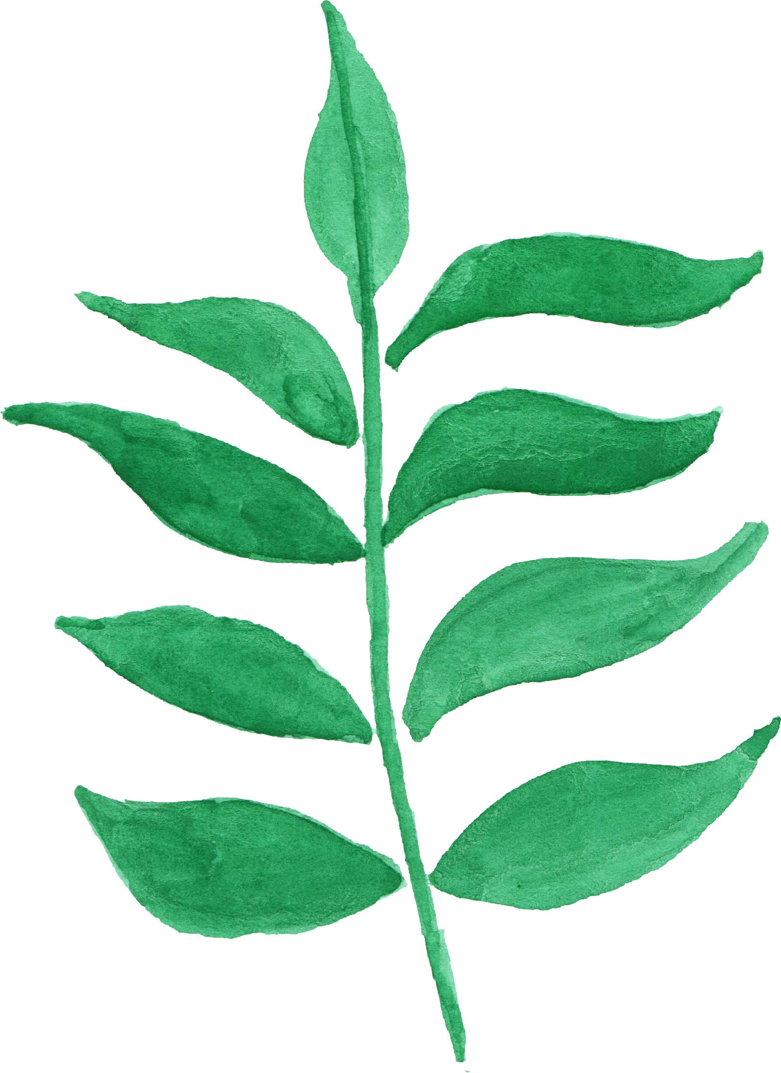 12 Watercolor Leaf Vol - Green Flowers Transparent Watercolor (1593x2188), Png Download