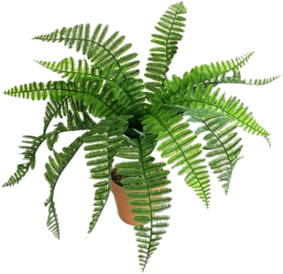 Artificial Fern - Helechos Png (1012x1050), Png Download