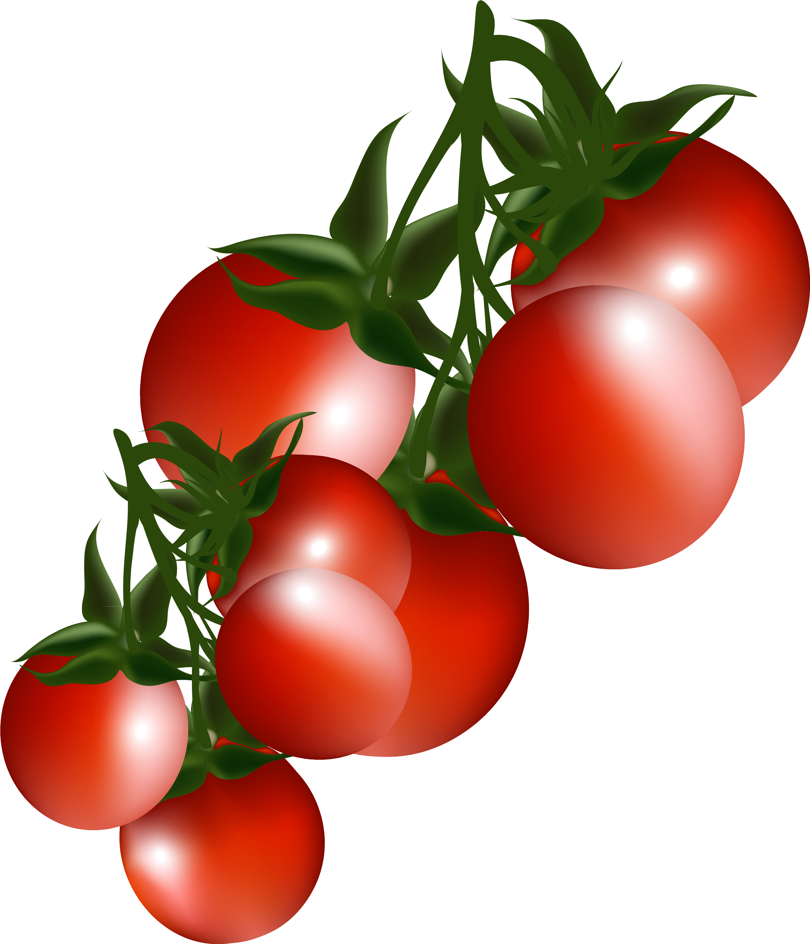 Clip Art Freeuse Download File Frames Illustrations - Tomatoes Clip Art Free (2721x3139), Png Download