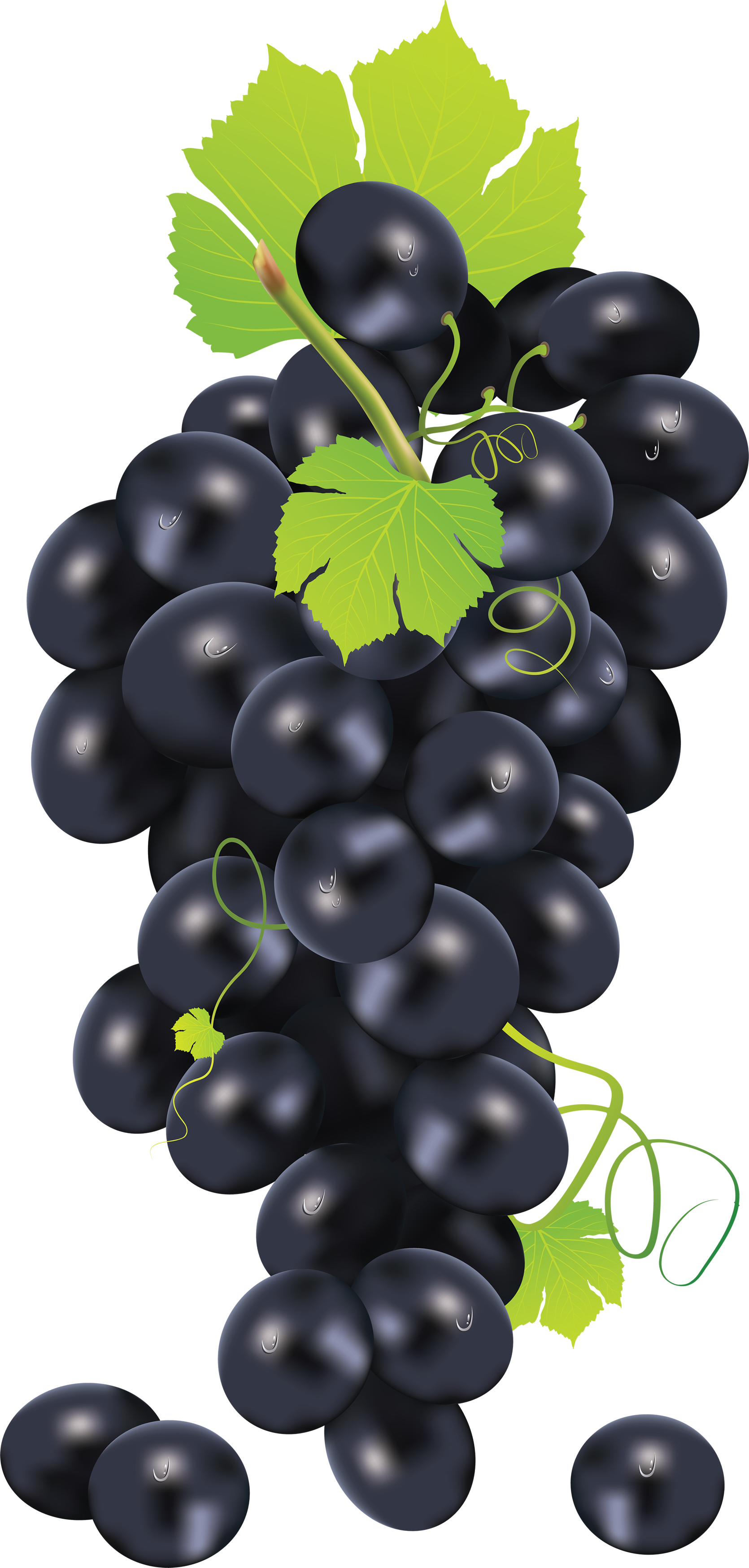 Black Grape Png Image - Grape Vector (1670x3496), Png Download