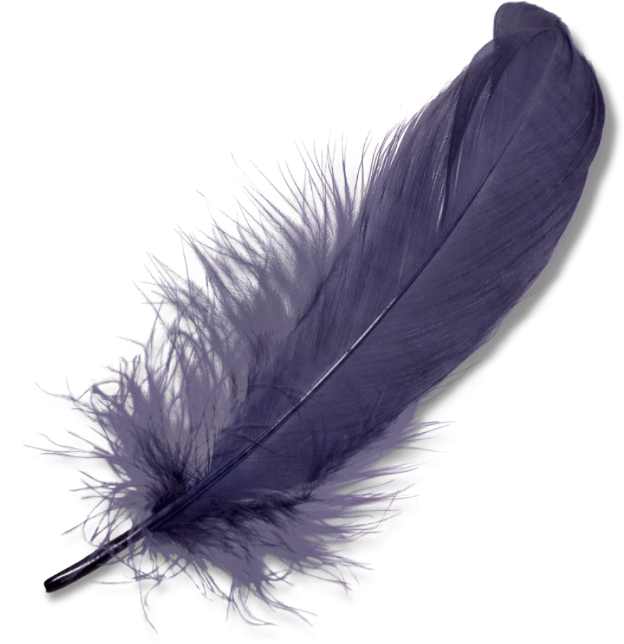 Nature - Feathers - Feather Png (1120x1120), Png Download