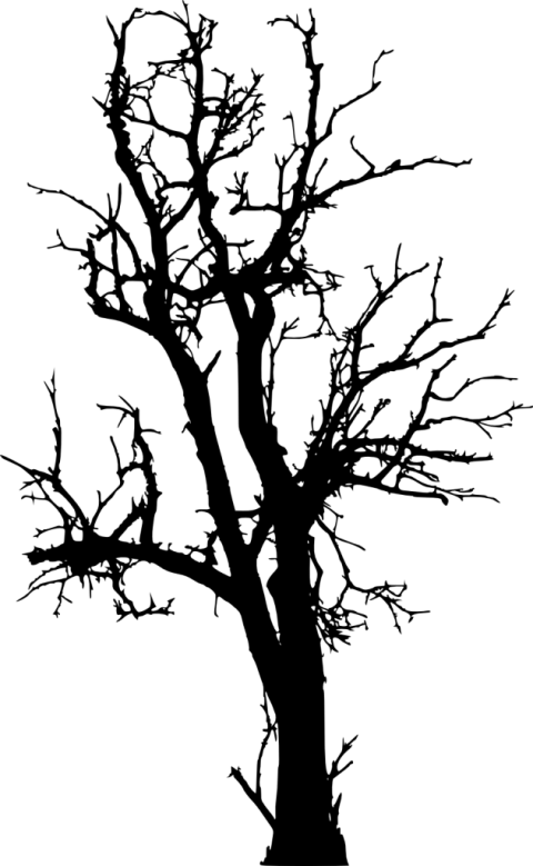 Free Dead Tree Png - Tree Silhouette 7 Png (480x779), Png Download