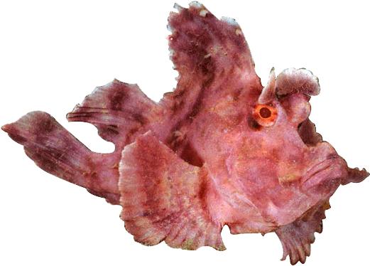 About Lembeh - Lembeh (600x600), Png Download