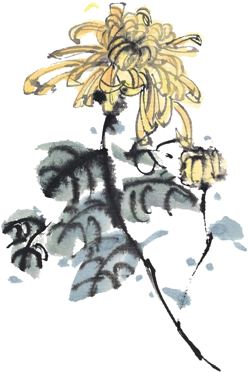 Glamour Light Yellow Hand-painted Chrysanthemum Decorative - Ink Wash Painting (1024x1555), Png Download
