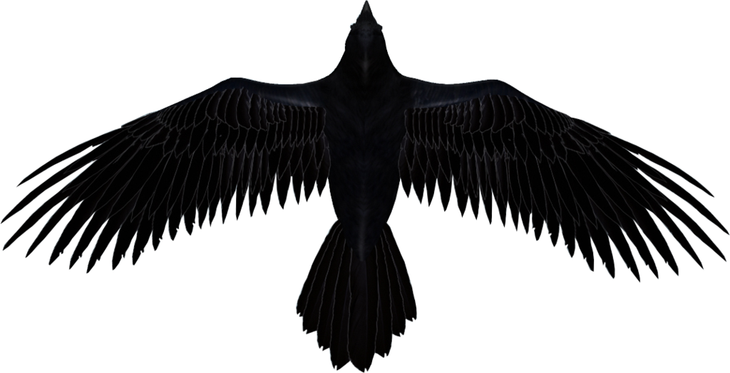 Raven - Transparent Background Raven Png (1024x523), Png Download