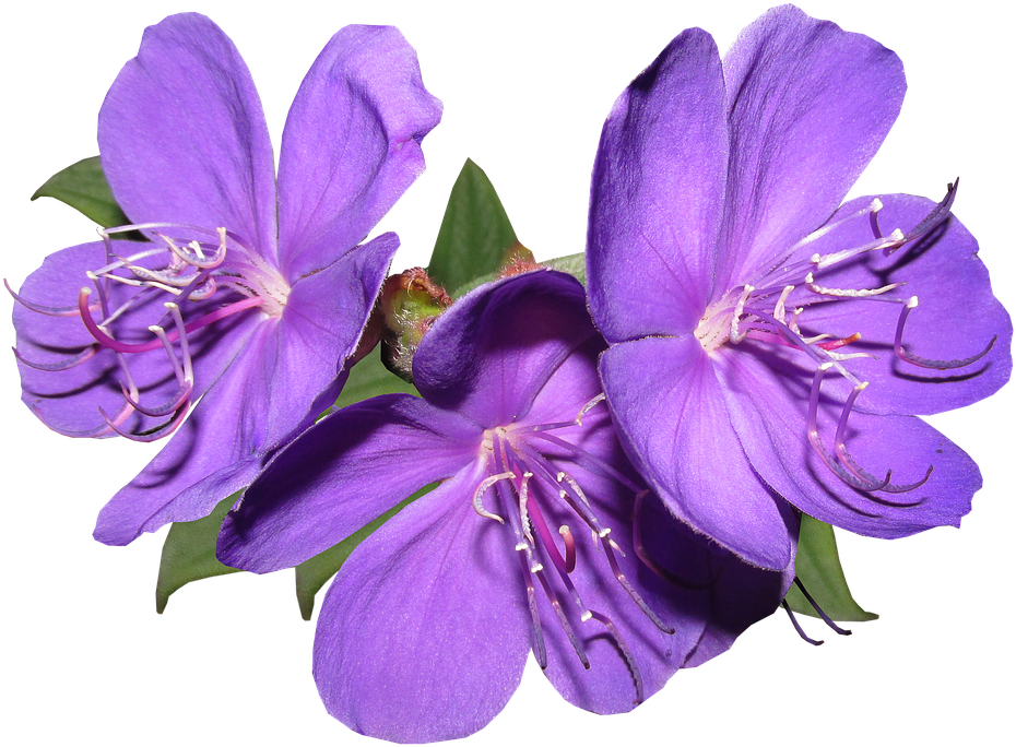 Flowers, Purple, Garden, Summer, Bright - Flower (960x707), Png Download