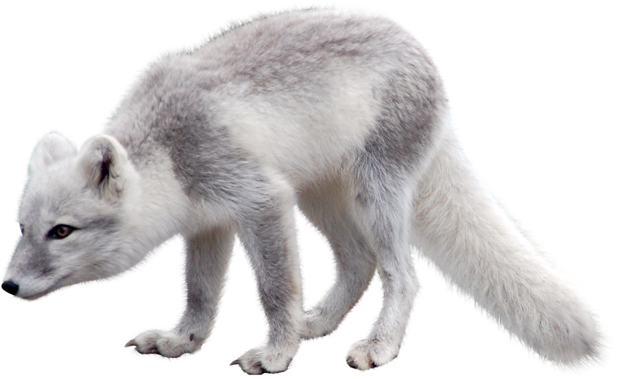 Polar Fox Clipart Artic - Arctic Fox Png (900x553), Png Download