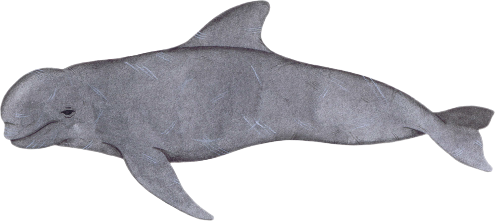 Short Finned Pilot Whale - Short-finned Pilot Whale (1000x447), Png Download