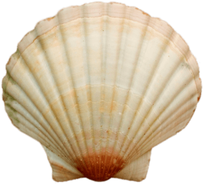 Food - Seashells - Seashell Png (400x367), Png Download