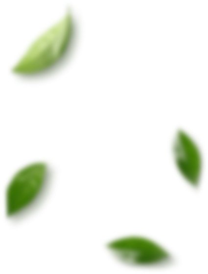 Leaves - Cosmetics (436x562), Png Download