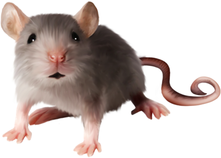 Download - Мышь Клипарт (500x355), Png Download