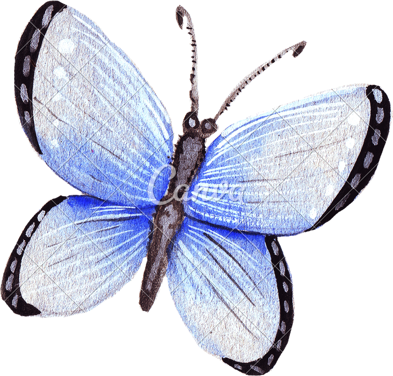Hand Drawing Of Colorful Watercolor Butterfly - Illustration (800x767), Png Download