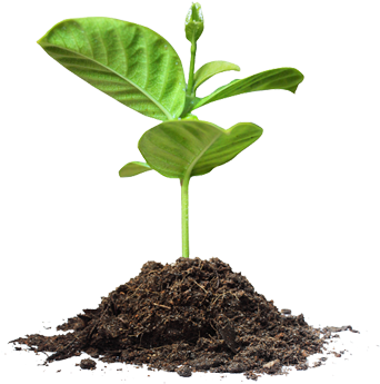 Save Tree Png Picture - 100 Things Every Child Should Know Before Confirmation: (400x426), Png Download