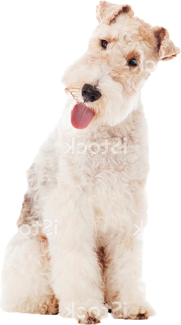 About Us Callout - Wire Hair Fox Terrier (362x651), Png Download