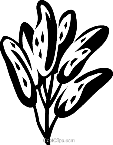 Sage Royalty Free Vector Clip Art Illustration - Clip Art (373x480), Png Download