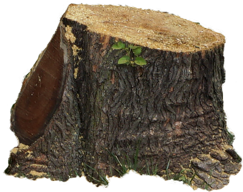 Tree - Tree Stump (525x426), Png Download