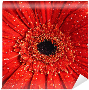 Barberton Daisy (400x400), Png Download