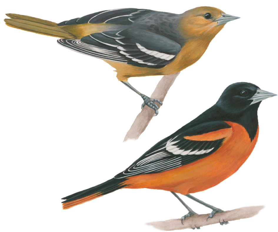 Baltimore Oriole - Old World Orioles (1024x1024), Png Download