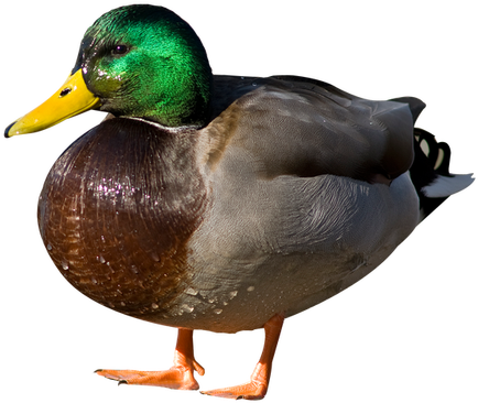 Duck Amazing Background High - Duck Png (504x420), Png Download