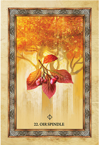 Celtic Tree Oracle (480x480), Png Download