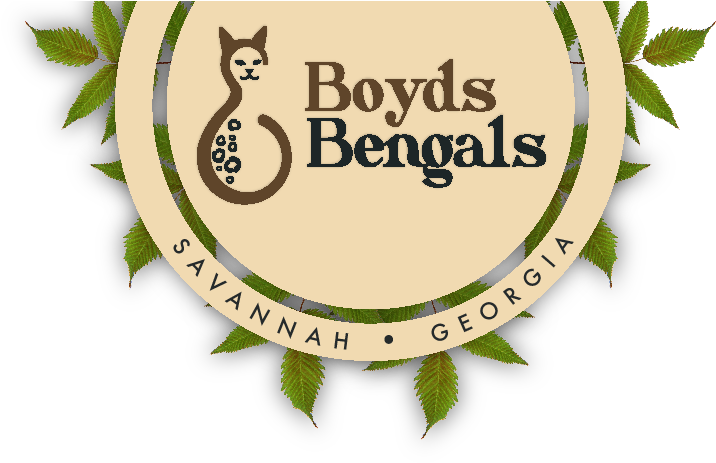 Boydsbengals Is A Small In-home Cattery In Savannah - Georgia (816x480), Png Download